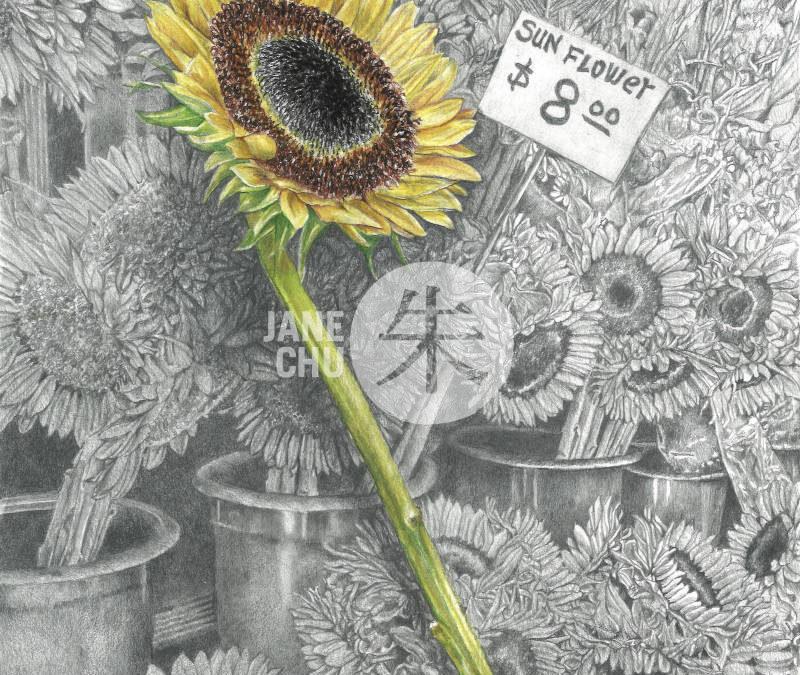 Sunflower