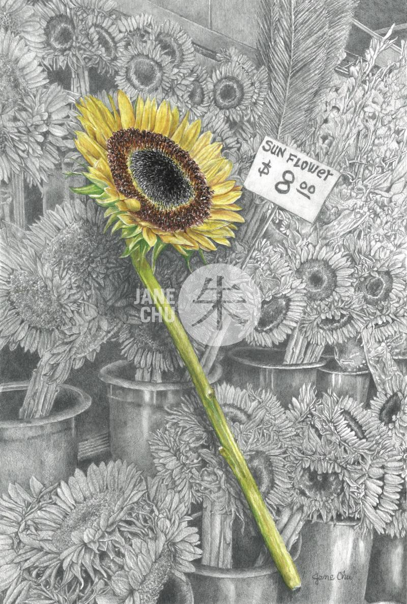 Sunflower Sketch Pencil Drawing